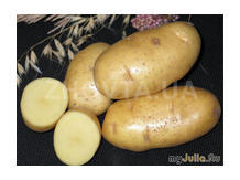 картофель сорт "Импал".