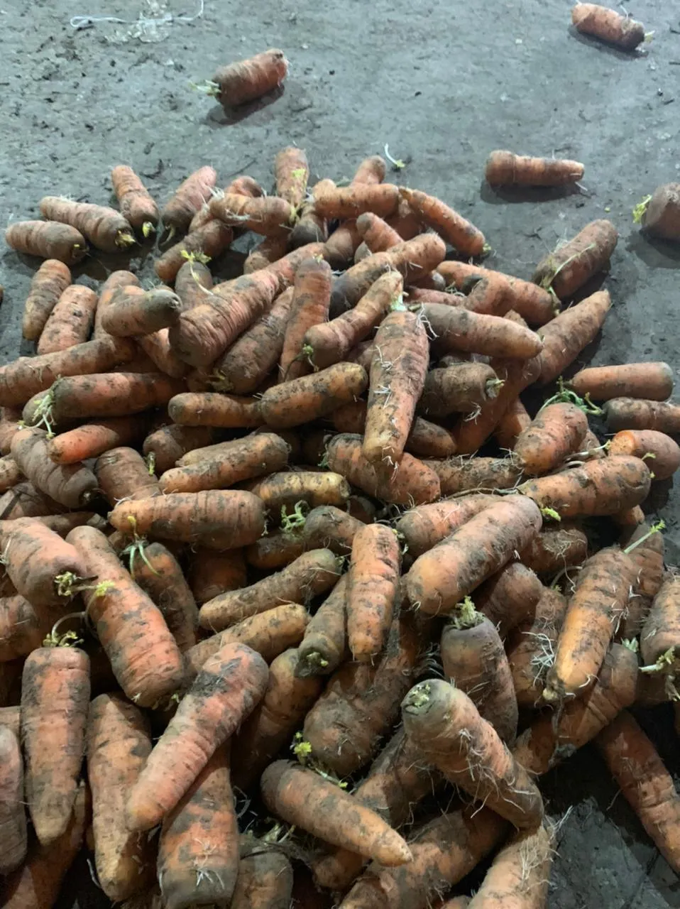 фотография продукта морковь среднего качества 