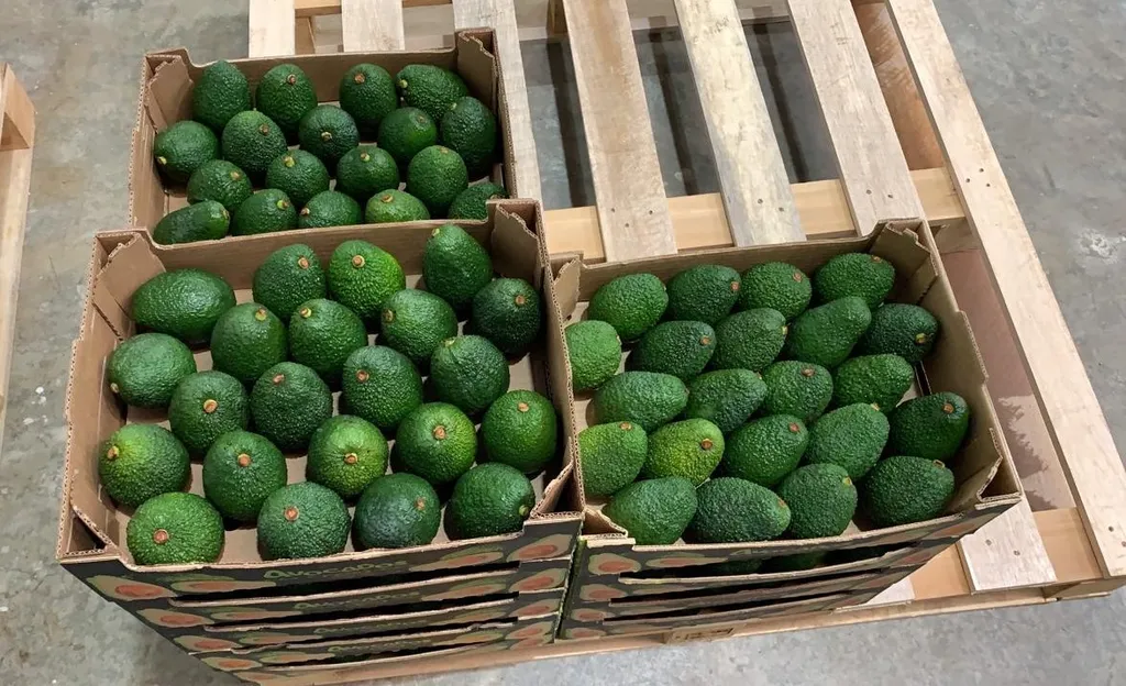 фотография продукта авокадо