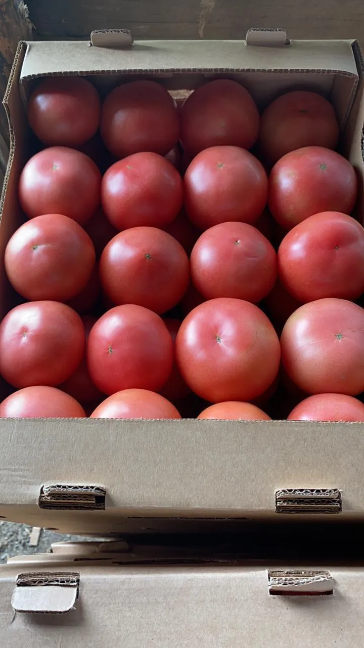 фотография продукта томаты оптом