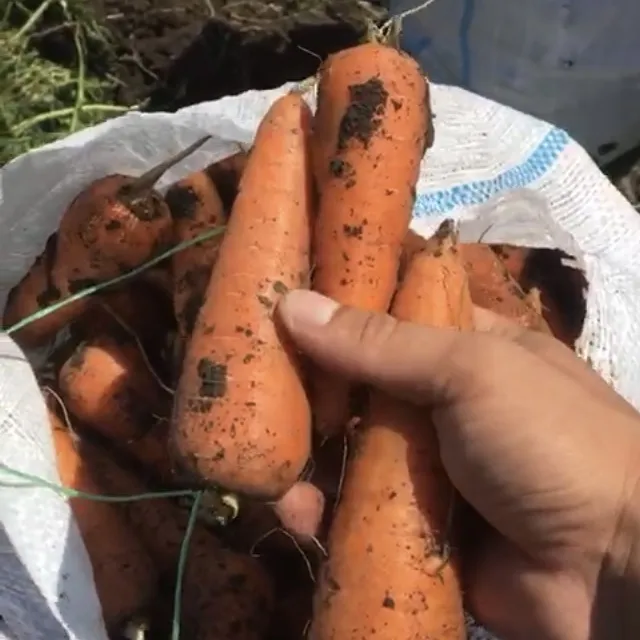 фотография продукта Морковь нового урожая