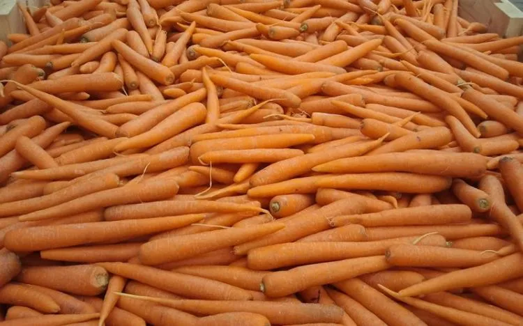 фотография продукта Морковь оптом