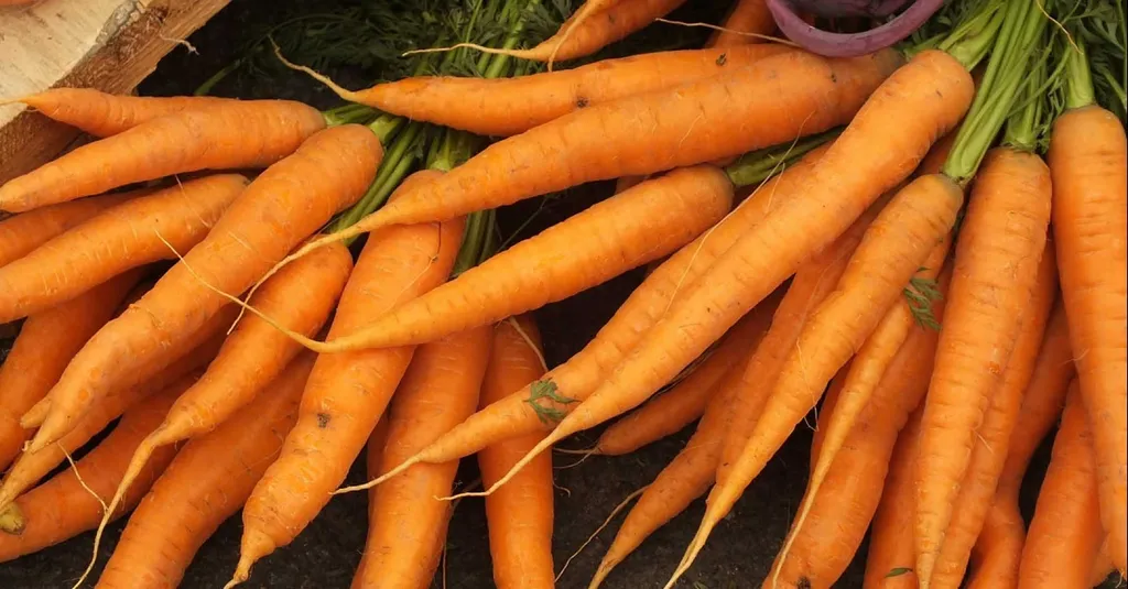 фотография продукта Морковь 2021