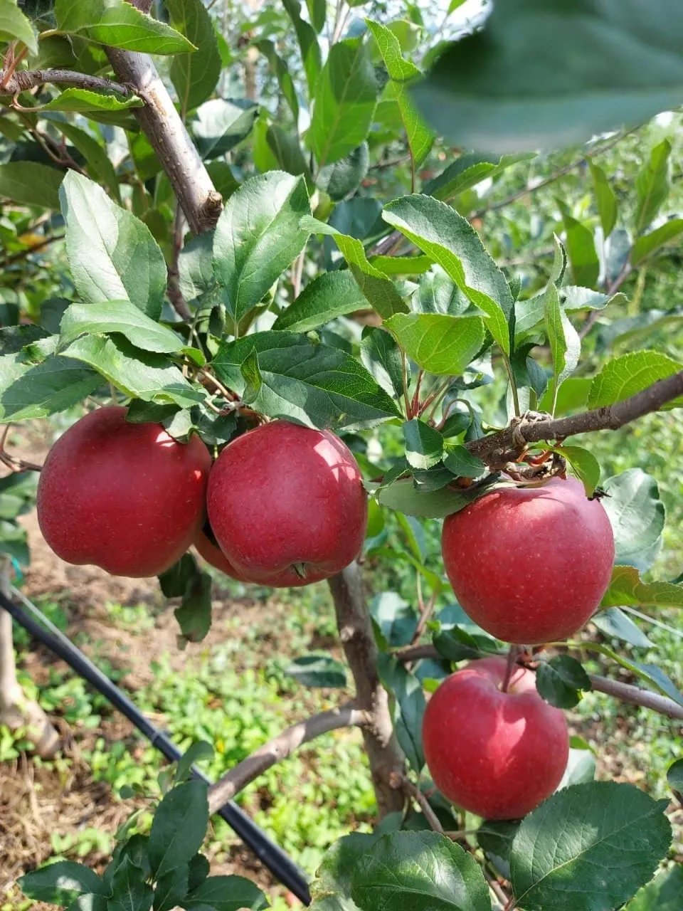 фотография продукта Летнее яблоко сорта Дэвил Гала
