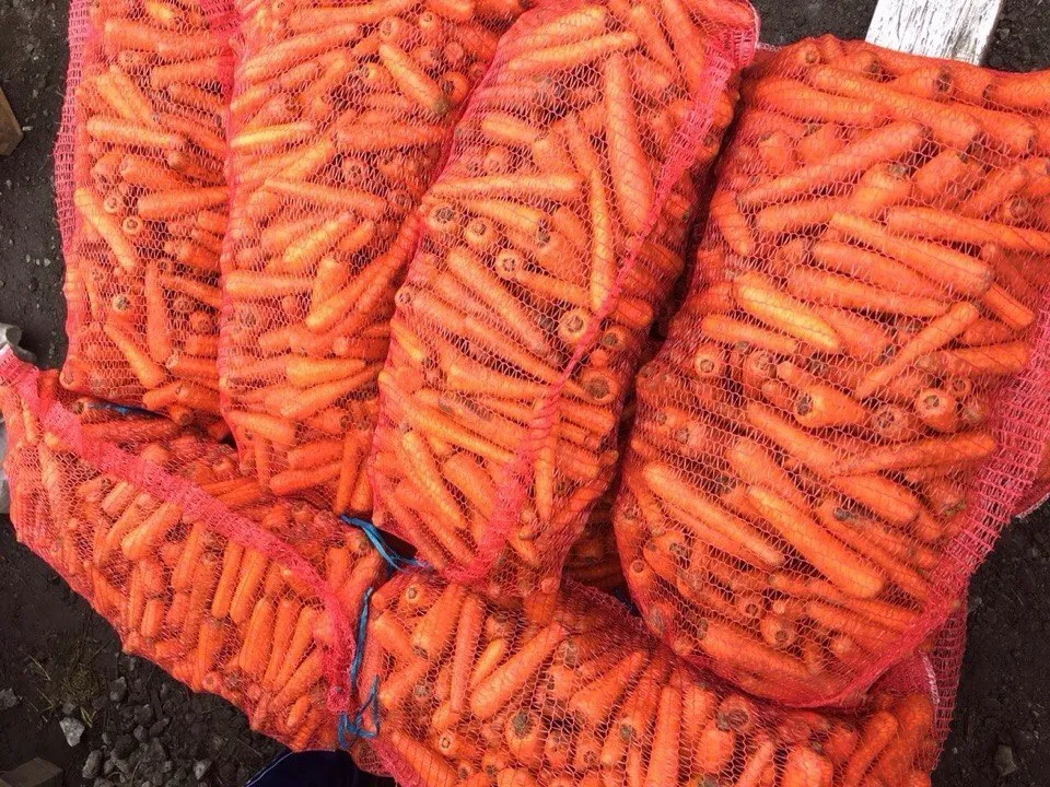 фотография продукта Морковь с поля и со склада опт