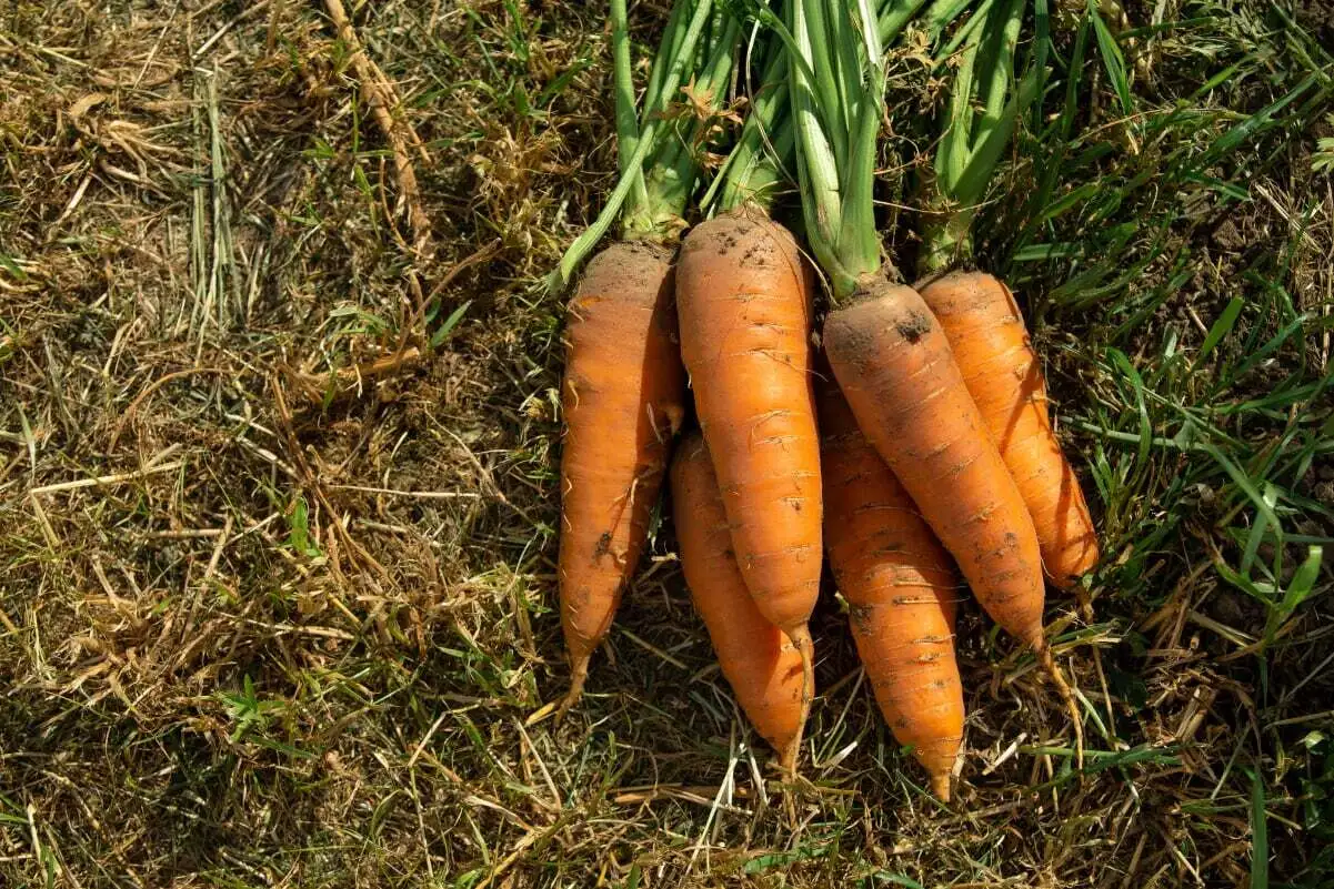 фотография продукта Морковь оптом