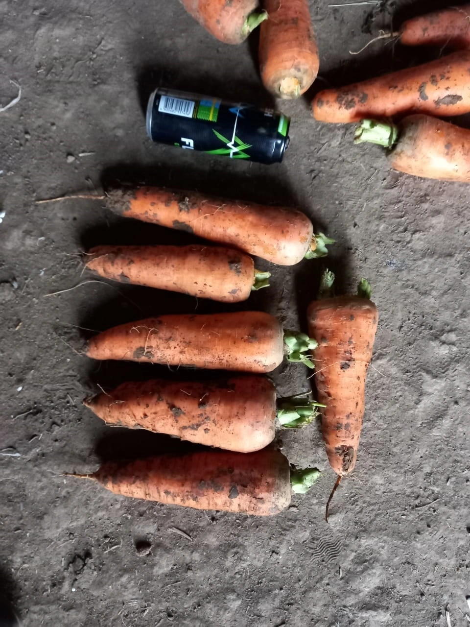 фотография продукта Морковь Крупная