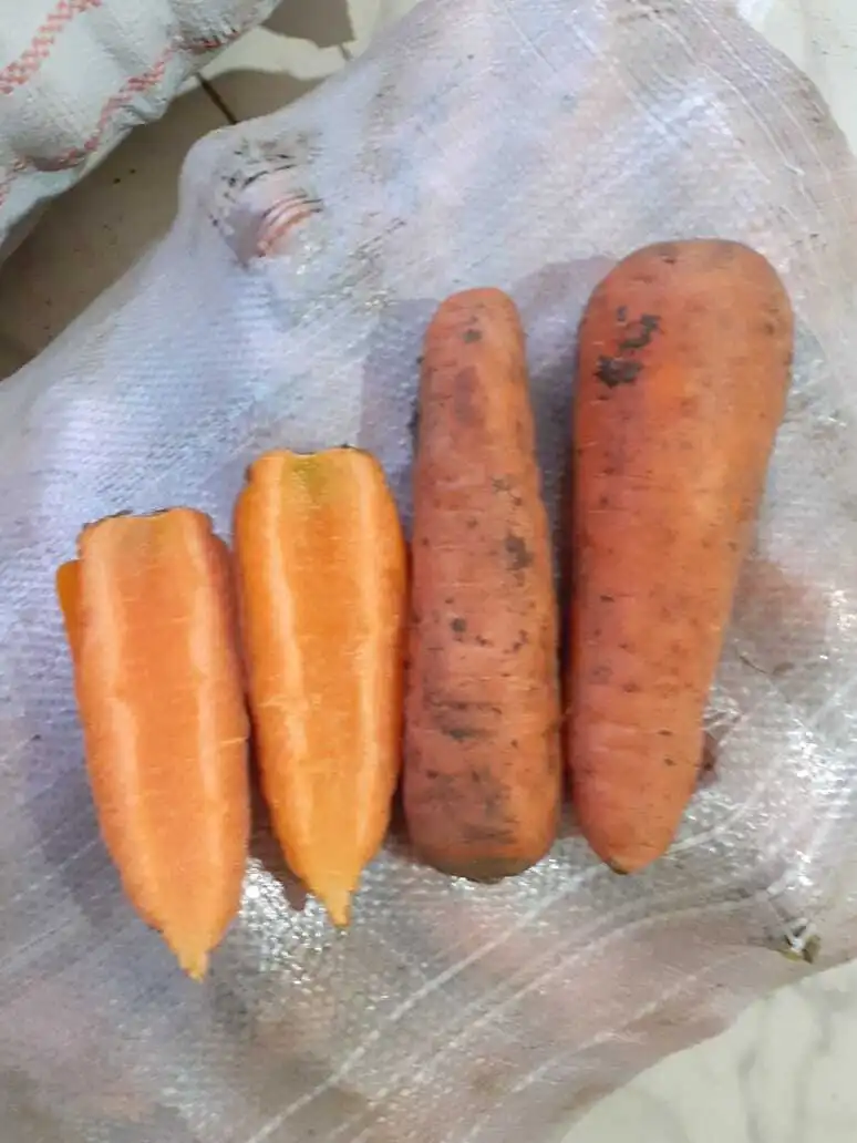 фотография продукта Свежая морковь Абако 