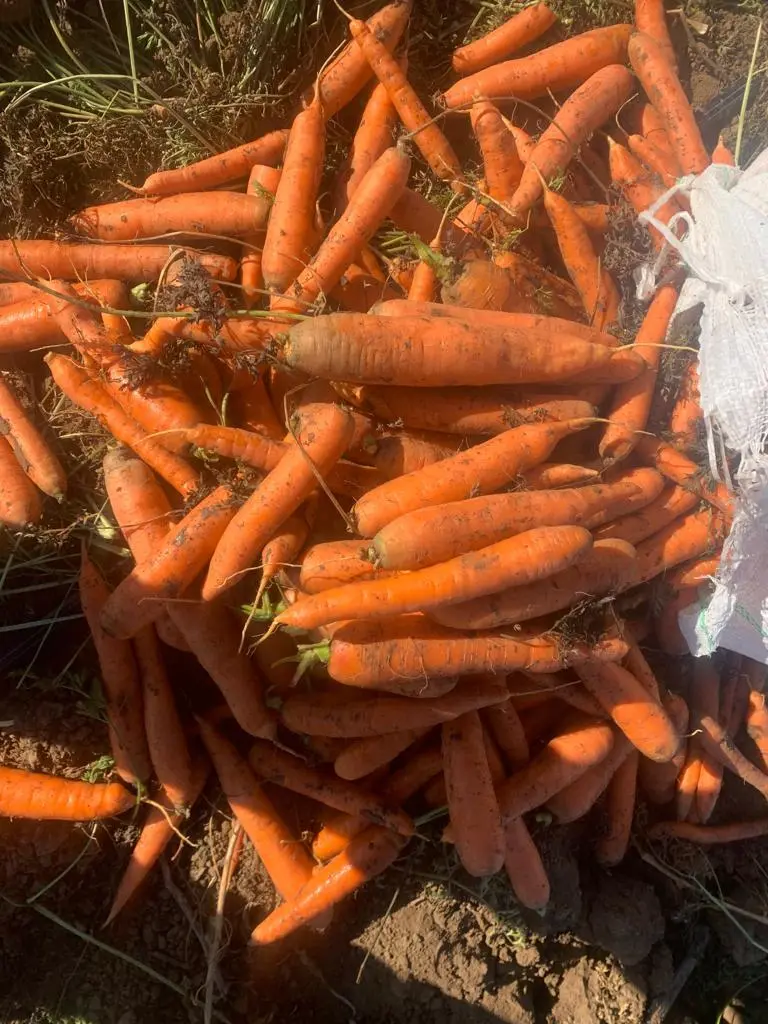 фотография продукта морковь "Абако"