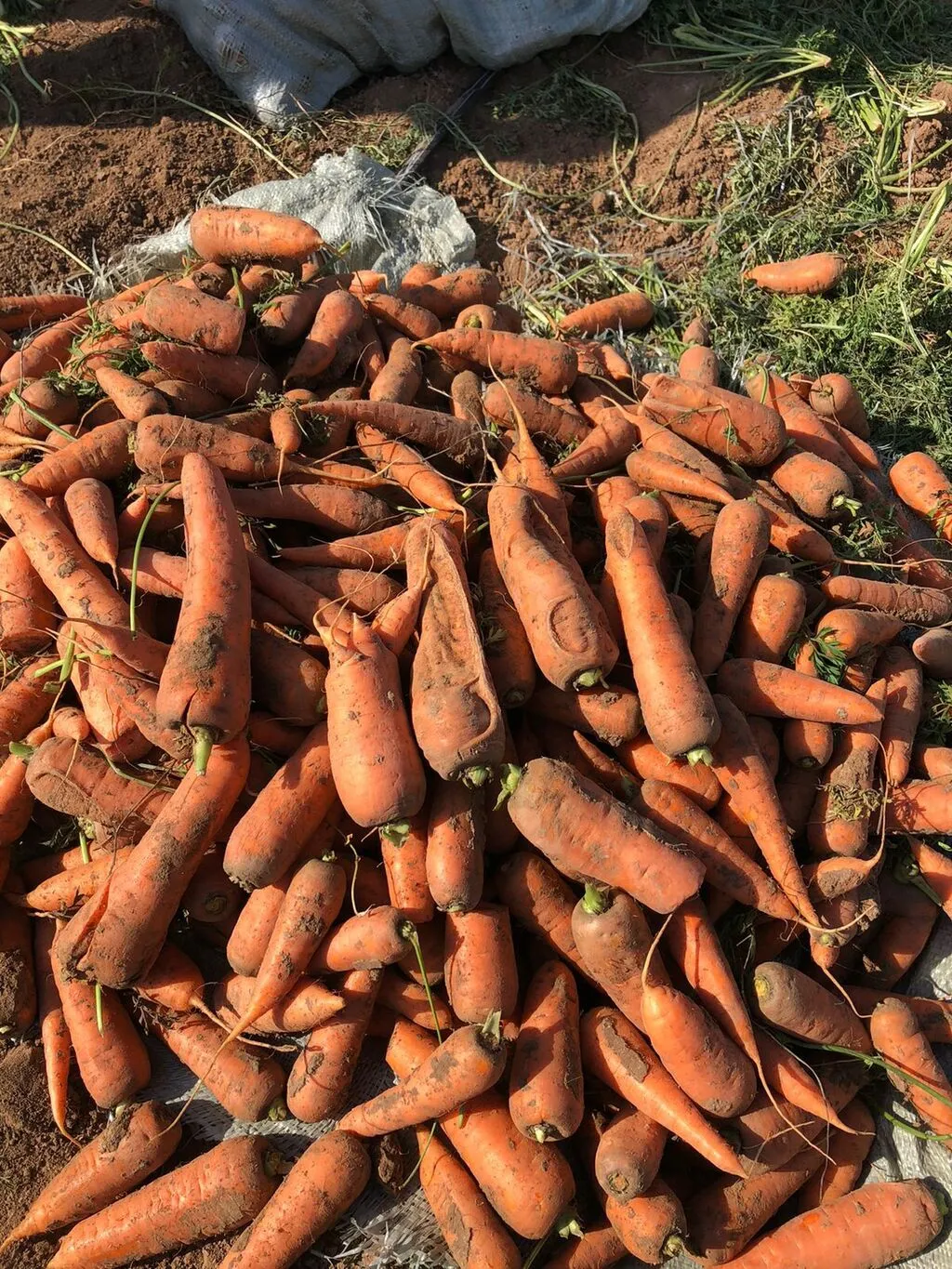 фотография продукта Морковь на переработку
