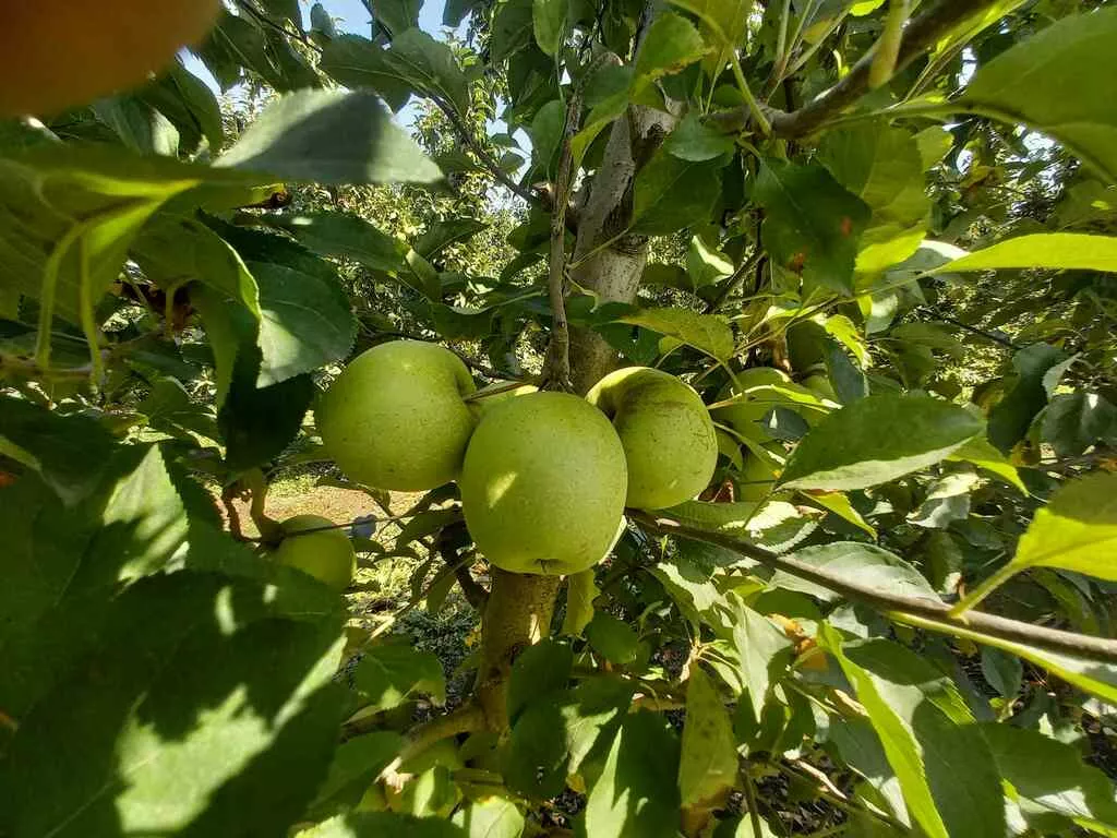 фотография продукта Яблоки оптом Гольден, 1 сорт с садов