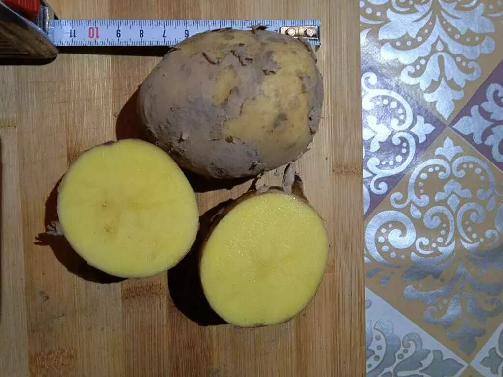 фотография продукта Картофель поливной сорт Гала