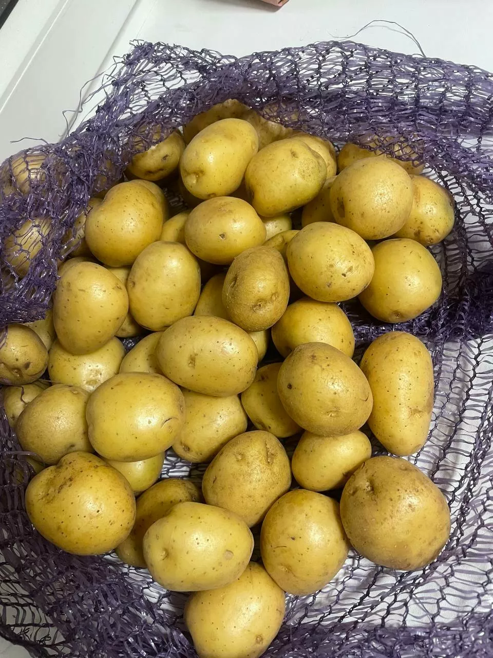 фотография продукта Семенной картофель коломбо