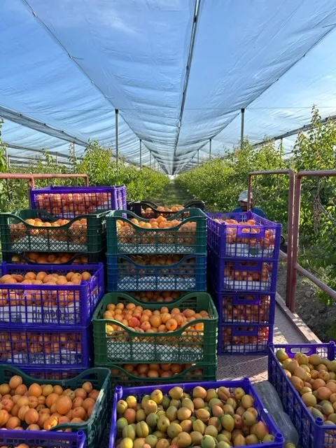 фотография продукта Свежий абрикос с нашего сада