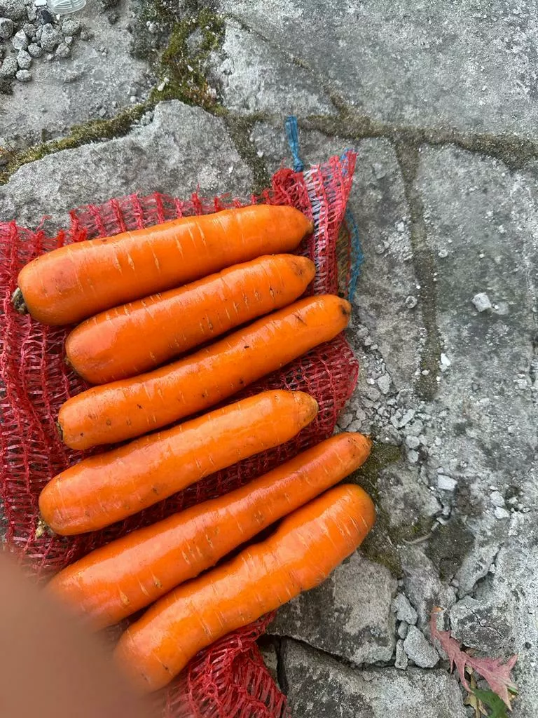 фотография продукта Морковь свежая столовая