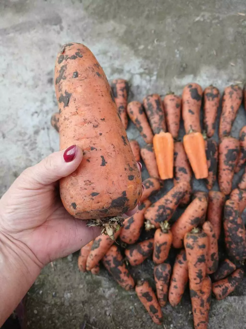 фотография продукта Морковь крупная 