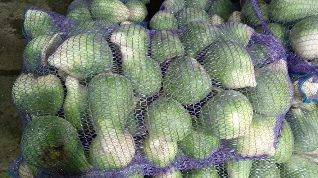 фотография продукта Редка маргеланская зелёная в москве