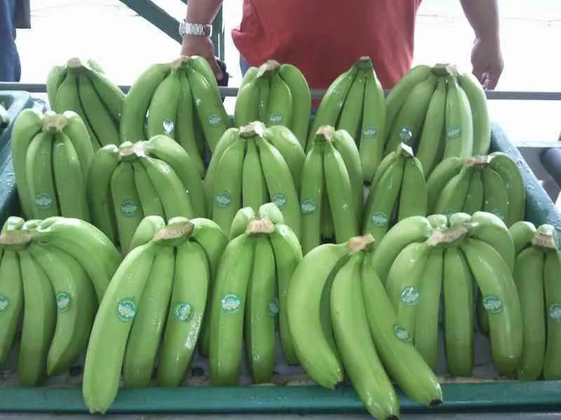фотография продукта  банан зеленый