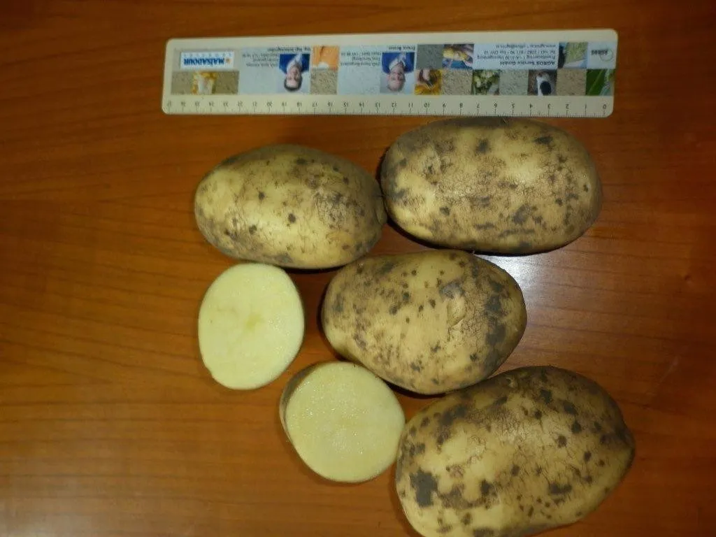 реализуем картофель и лук репчатый в Москве