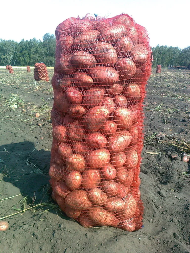 картофель оптом от производителя в Москве