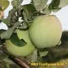 яблоки в Хвалынске 4