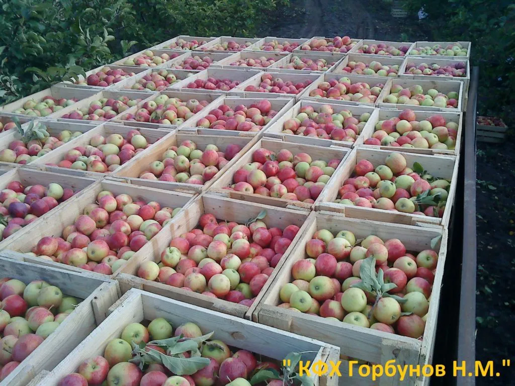 яблоки в Хвалынске