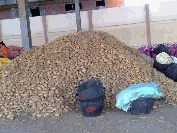 картофель из египта  в Египте 6