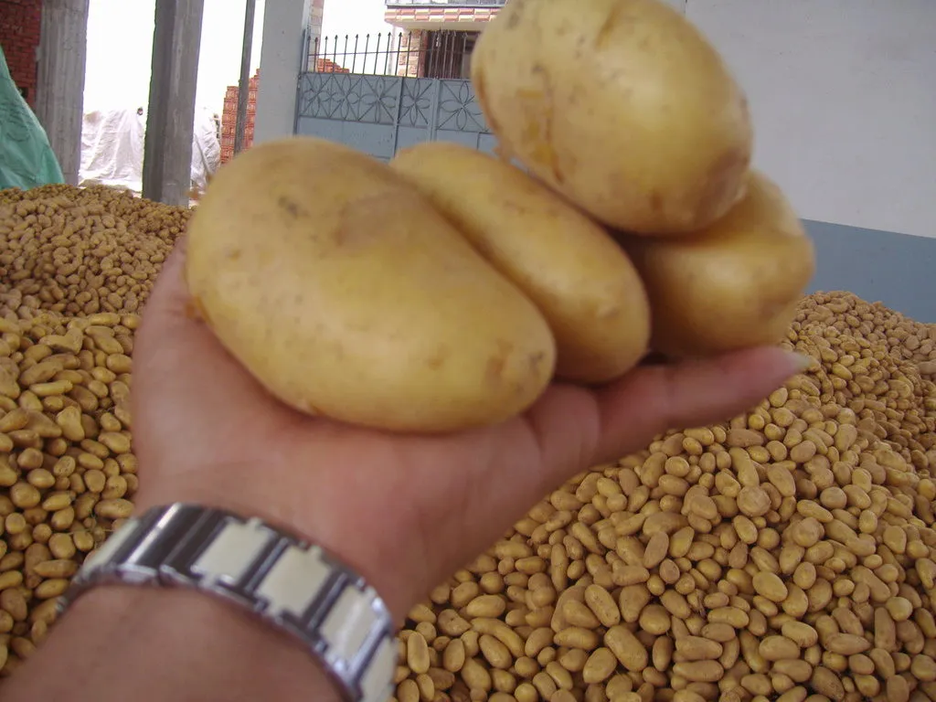 картофель из египта  в Египте 4