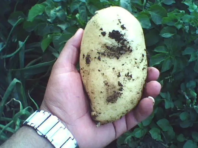 картофель из египта  в Египте 10