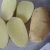 картофель из египта  в Египте 12