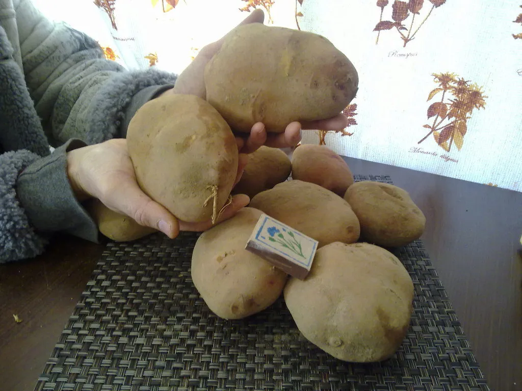 картофель очень крупный 12+ в Москве