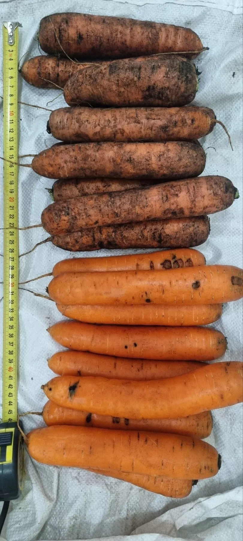 фотография продукта Морковь  свежая