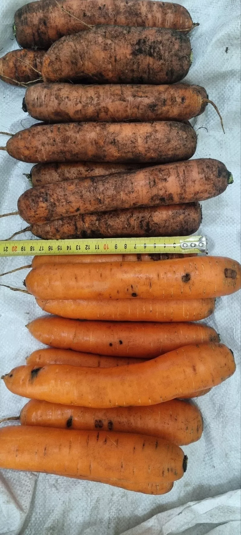 морковь  свежая в Республике Беларусь 6