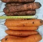морковь  свежая в Республике Беларусь 6