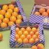 экспорт  овощей и фруктов в Москве 4