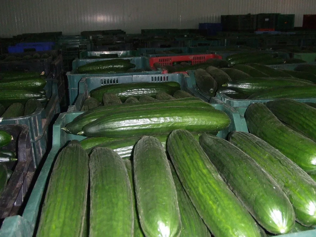 экспорт  овощей и фруктов в Москве