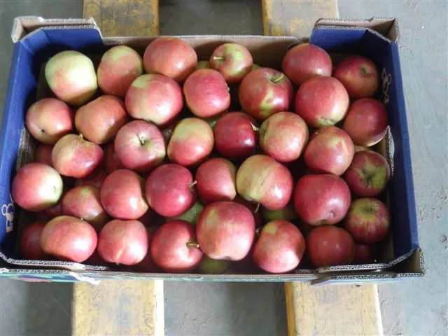 яблоки свежие из Польшы в Москве