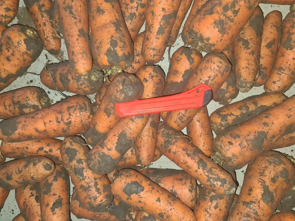 морковь 20,00 руб за кг. в Ростове-на-Дону и Ростовской области 3