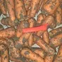 морковь 20,00 руб за кг. в Ростове-на-Дону и Ростовской области 3