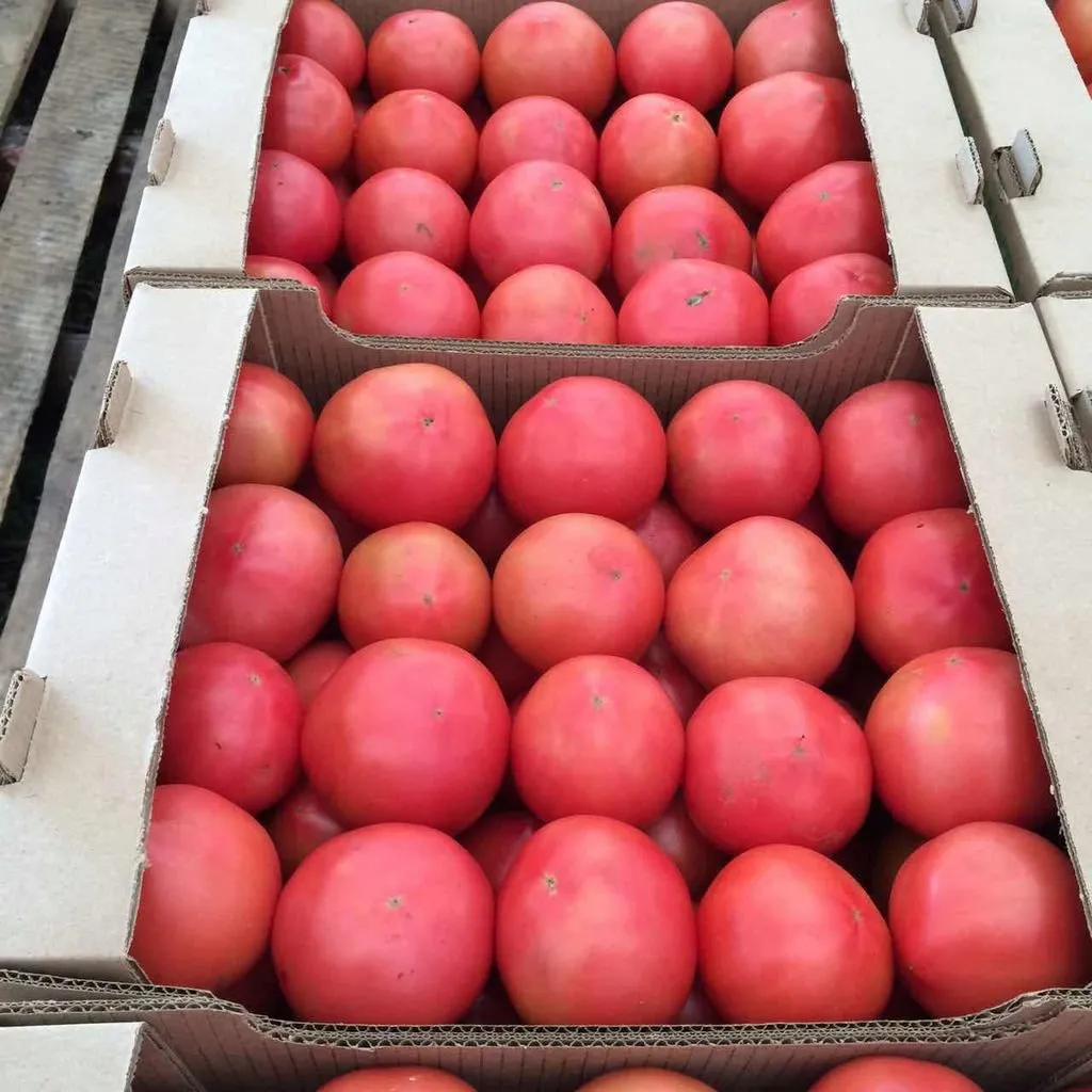 помидоры розовые 60 р в Ростове-на-Дону и Ростовской области