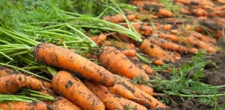 фотография продукта Морковь