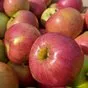 яблоки оптом от производителя 2022 в Самаре и Самарской области