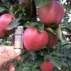 яблоки  в Краснодаре и Краснодарском крае