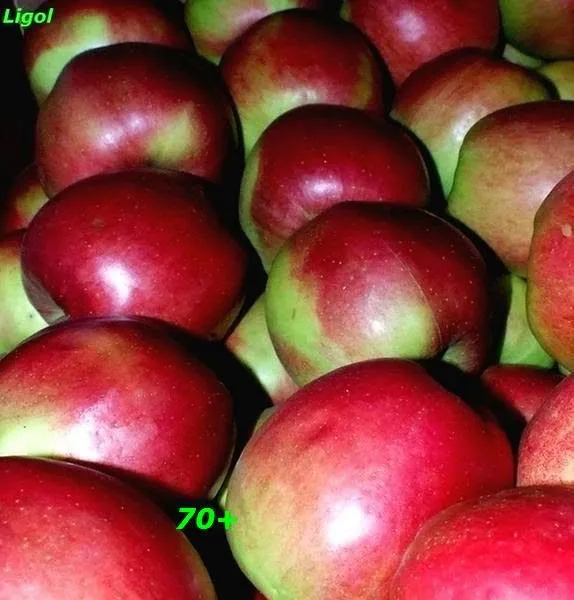 экспорт яблок из РП - холодильники в Уганде 10