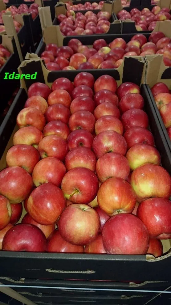 экспорт яблок из РП - холодильники в Уганде 7