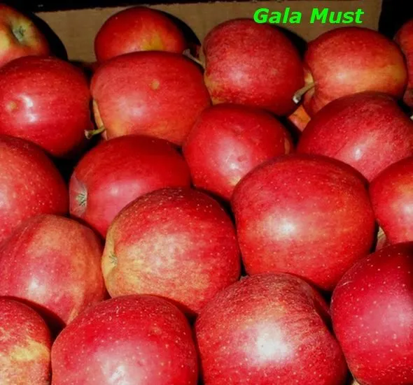 экспорт яблок из РП - холодильники в Уганде 4