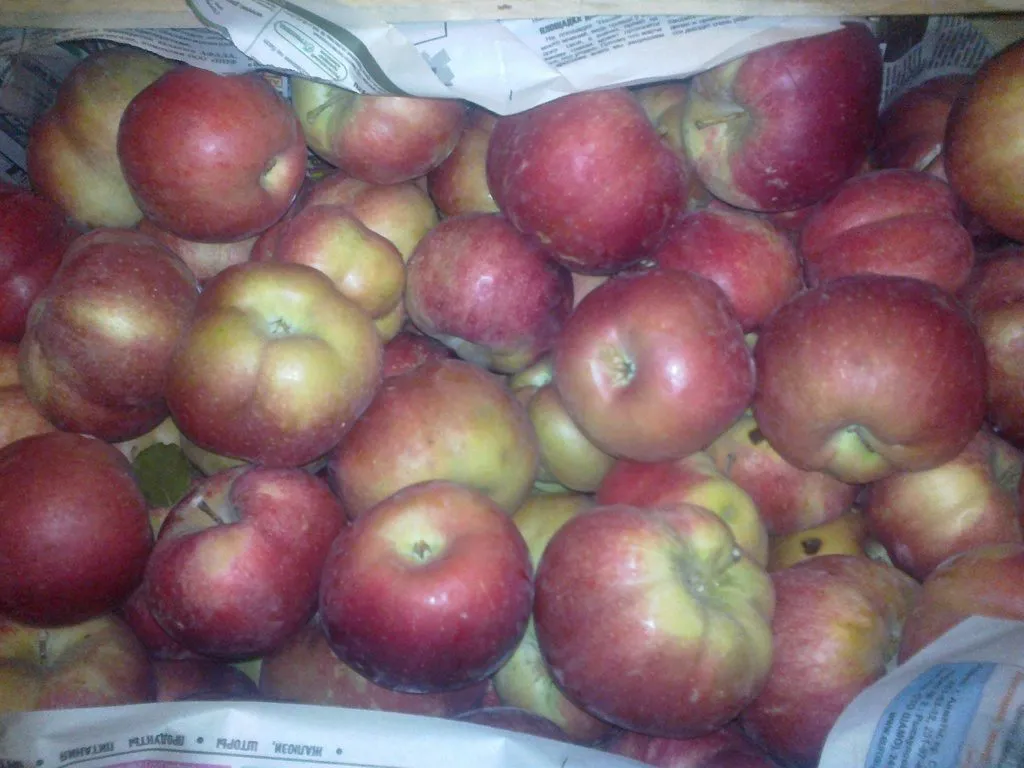  Алматинские местные яблоки оптом  в Москве