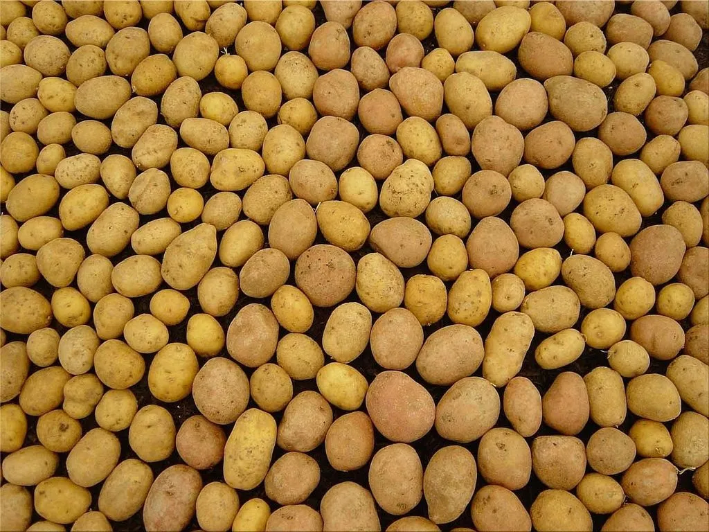 молодая картошка (египет) 2,91 грн/кг в Москве