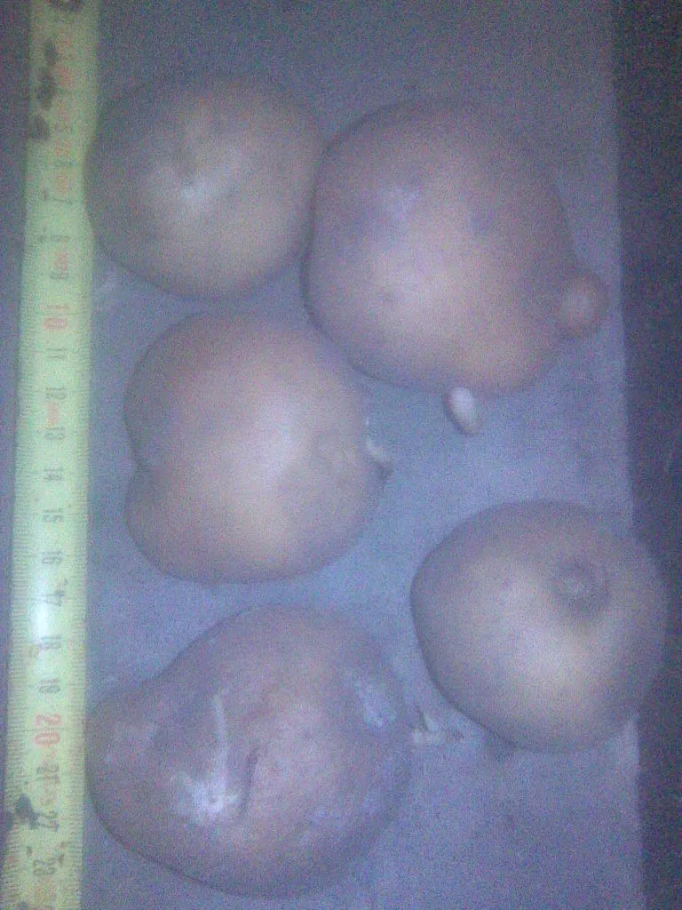  картофель в Москве