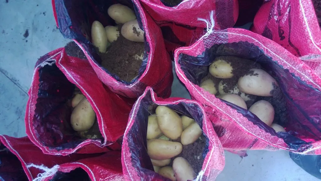 картофель молодой, урожай 2019 в Египте
